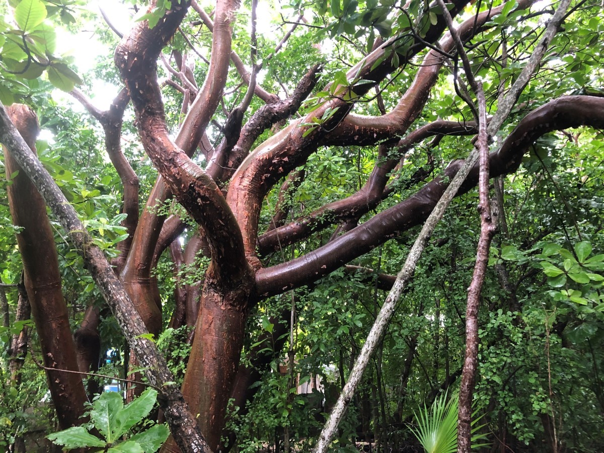 Image of a tall Red Birch tree with many branches as part of the national tree planting (NTP) initiative led by the Cayman Islands Government under the Ministry of sustainability climate resiliency and wellness (MSCRW)